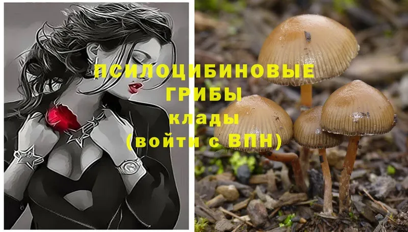 shop клад  Кохма  Галлюциногенные грибы MAGIC MUSHROOMS  купить наркотик 